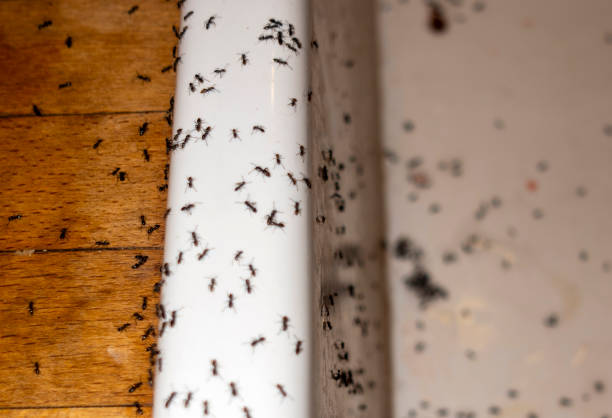 Best Ant Control Services  in Friendship Heights Village, MD